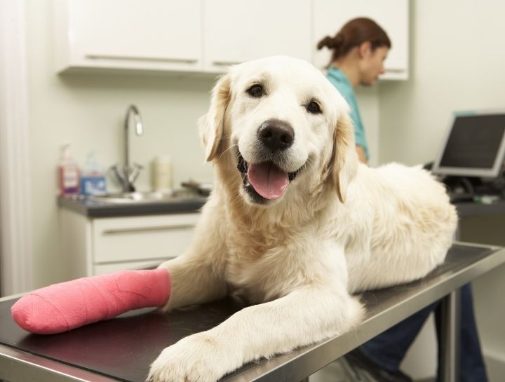 Emergency Veterinary Care