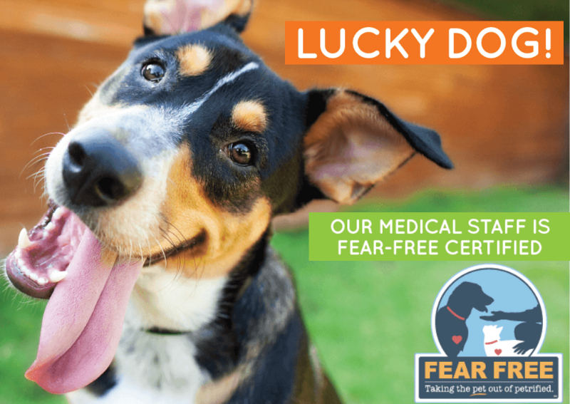 Carousel Slide 4: A proud fear-free-certified veterinary office!