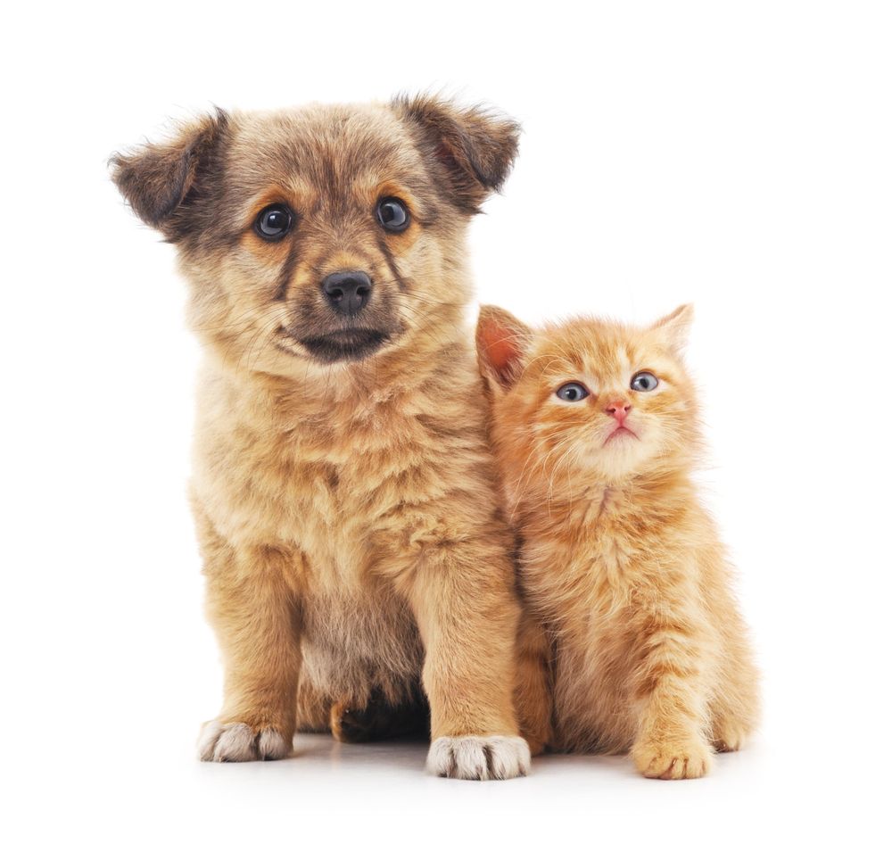 Professional and Convenient Medical Care for Pets