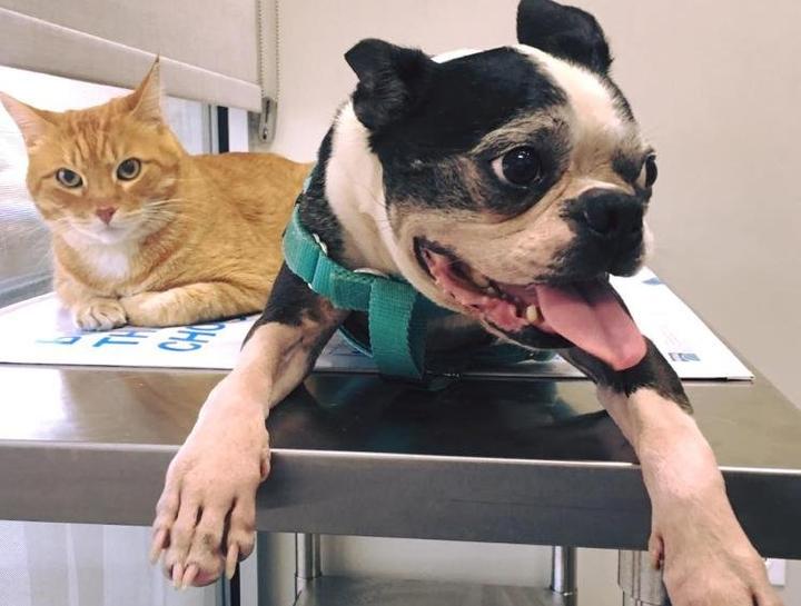 pet wellness exams $City